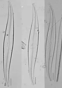 Gyrosigma acuminatum thumbnail 2