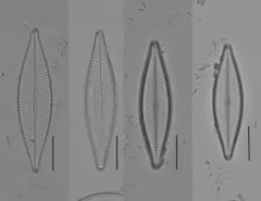 Navicula trivialis thumbnail 1