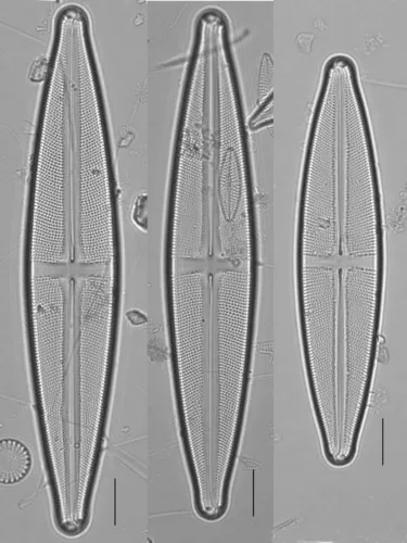Stauroneis gracilis