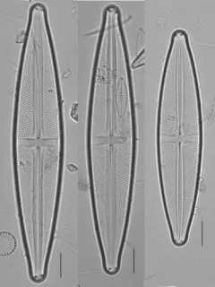 Stauroneis gracilis thumbnail 1