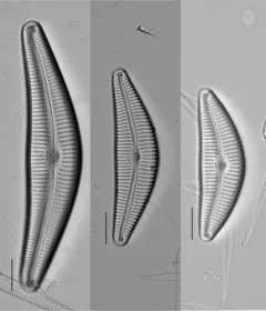 Cymbella neocistula thumbnail 1