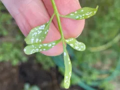 Albugo hohenheimia thumbnail 2