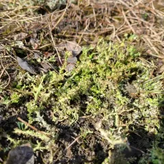Sieve Lichen thumbnail 4