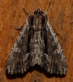 Black-dashed Apamea Moth thumbnail 3