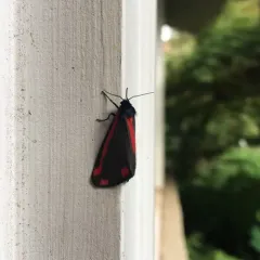 Cinnabar moth thumbnail 3