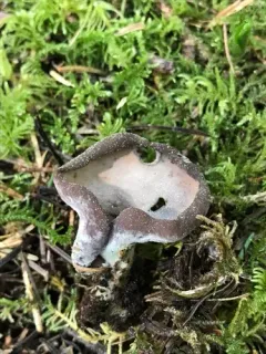 Otidea smithii thumbnail 3