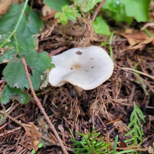 Fragrant Funnel