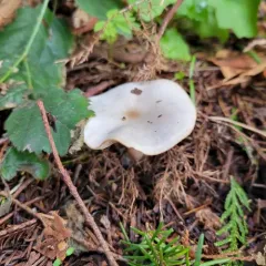 Fragrant Funnel thumbnail 1