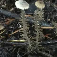 branched shanklet thumbnail 4
