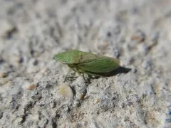 Xerophloea peltata thumbnail 1