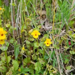 shy monkeyflower thumbnail 4