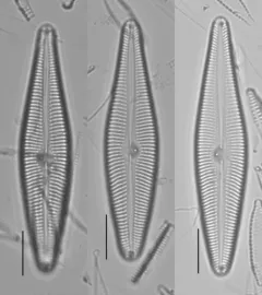Gomphoneis eriensis thumbnail 1