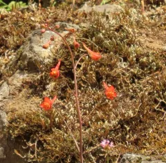 Red larkspur thumbnail 1