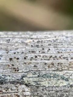 Xylographa hians thumbnail 2