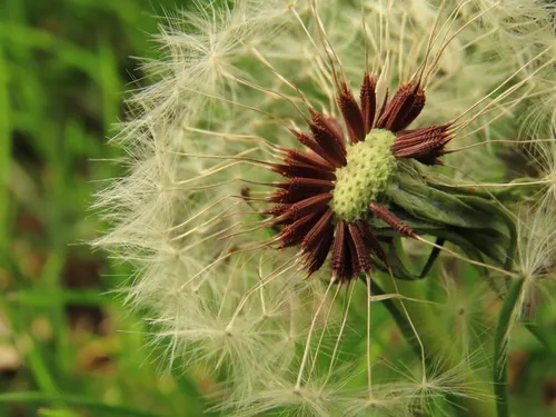 Purple-bracted dandelion