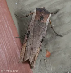 Gray Swordgrass Moth thumbnail 3