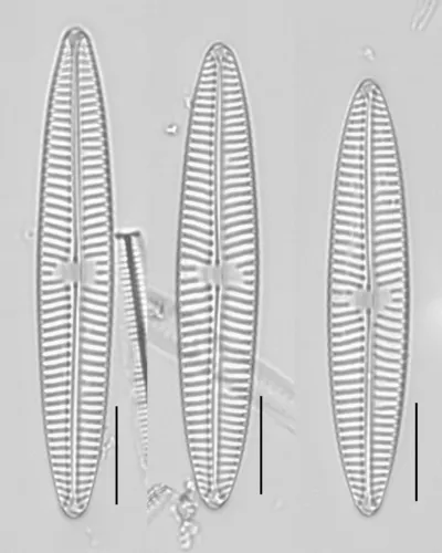 Navicula tripunctata