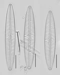 Navicula tripunctata thumbnail 1