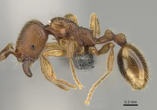 Stenamma impar
