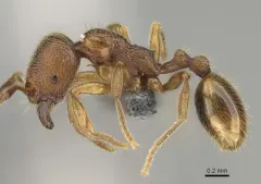 Stenamma impar thumbnail 1