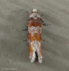 Western Pine Shoot Borer Moth thumbnail 3