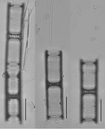 Aulacoseira italica
