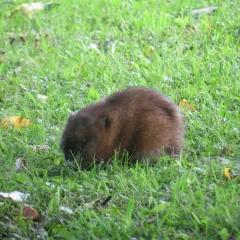 Groundhog thumbnail 2