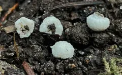 Modicella malleola thumbnail 1