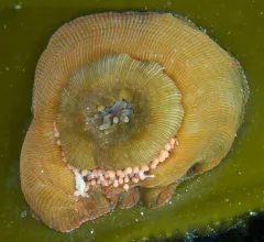 Epiactis lisbethae thumbnail 4