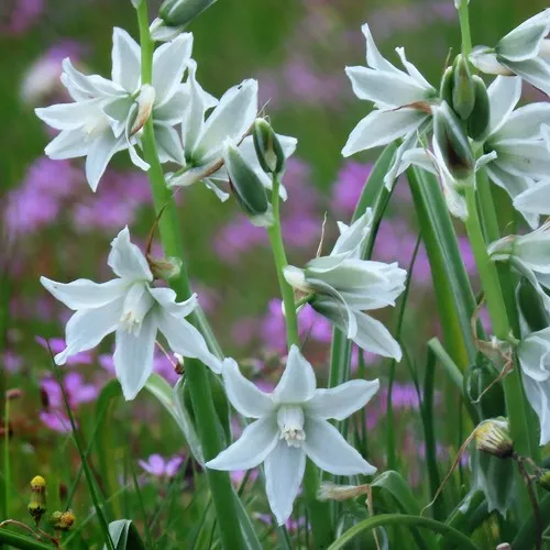 Drooping Star-of-Bethlehem