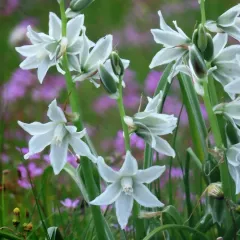 Drooping Star-of-Bethlehem thumbnail 1