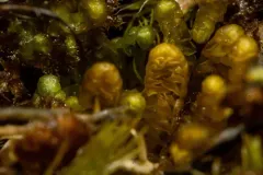 Curled Notchwort thumbnail 2