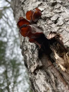 Wood Ear mushroom thumbnail 2