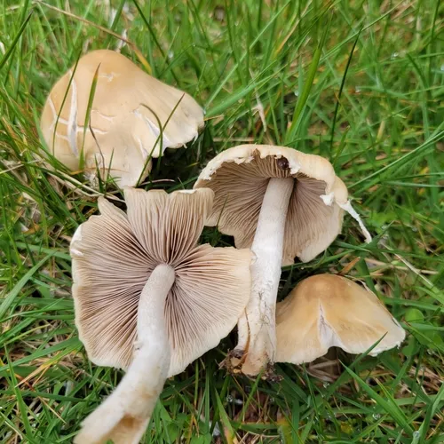 Pale Brittlestem