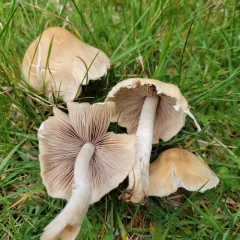 Pale Brittlestem thumbnail 1