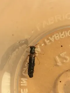 Sapwood Timberworm Beetle thumbnail 3