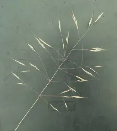 North Africa Grass thumbnail 3
