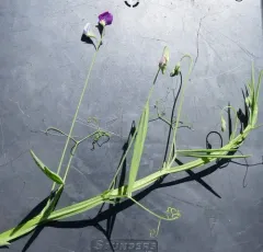 Hairy Vetchling thumbnail 3
