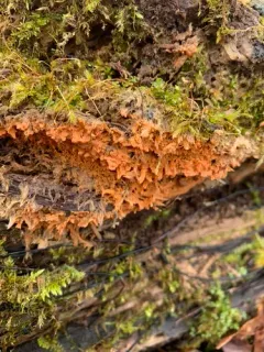 Dichostereum effuscatum thumbnail 3