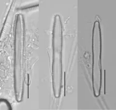 Fragilaria mesolepta thumbnail 2