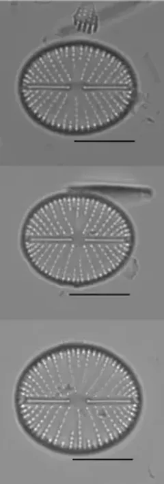 Cavinula scutelloides thumbnail 3