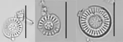 Discostella stelligera thumbnail 1