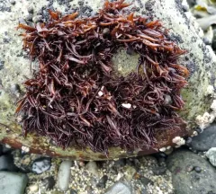 Gloiopeltis furcata thumbnail 2
