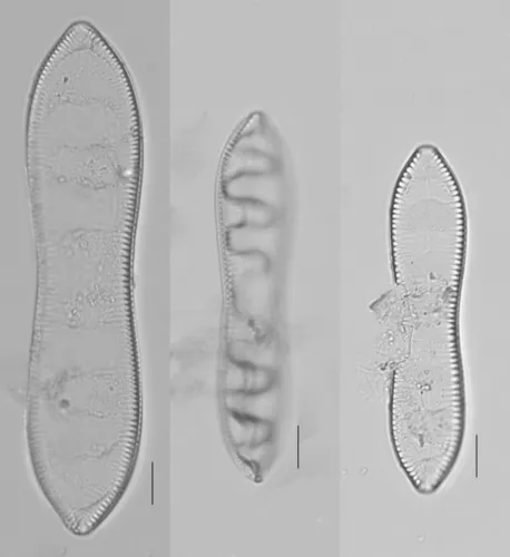 Surirella librile