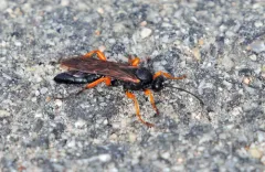 Limerodops belangeri thumbnail 4
