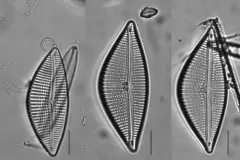 Encyonema triangulum thumbnail 4