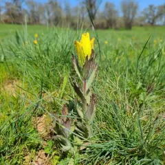 Golden Paintbrush thumbnail 2