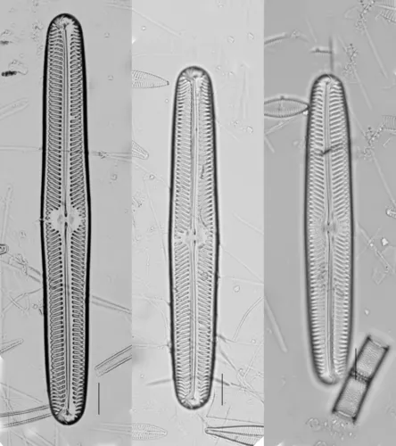 Navicula oblonga