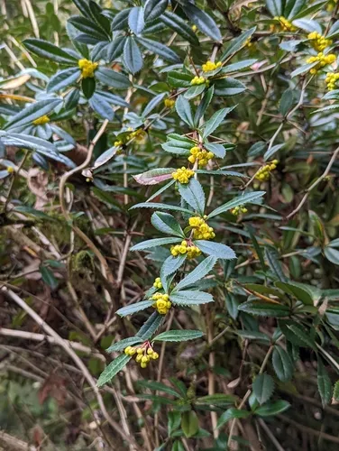 wintergreen barberry