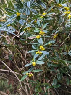 wintergreen barberry thumbnail 1